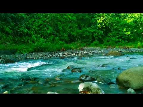 very nice and relaxing with 石の間を流れる穏やかな小川、鳥のさえずり、心地よい自然の音