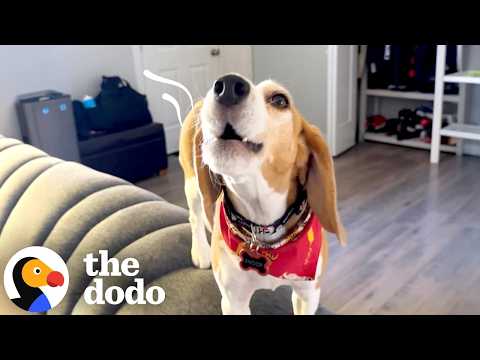 Beagle Loves To Quietly Howl With Dad's Encouragement | The Dodo