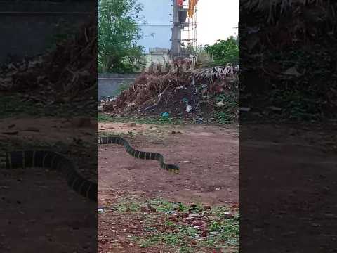 king cobra in village !! #short #shorts #shortvideo