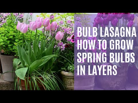 Bulb lasagna. How to grow spring bulbs in layers