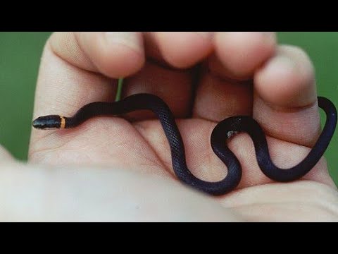 Ring Neck Snake smallest snake I've ever seen!