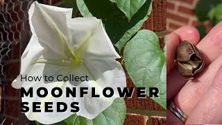 How to save moonflower seeds |  Tropical White Morning-Glory