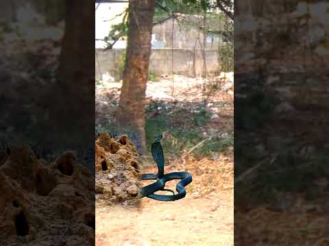 snake in hole