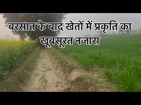 बरसात के बाद खेतों में प्रकृति का खूबसूरत नजारा #kheti #agriculturalsystem #kisan #khetibadi