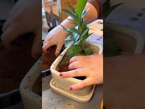 DIY Bonsai Kit