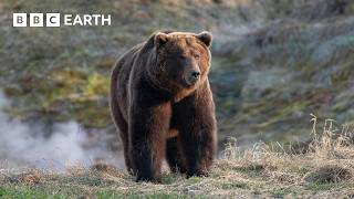 Inside the World of Bears | BBC Earth