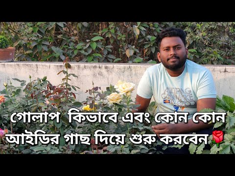 গোলাপ  কিভাবে এবং কোন কোন আইডির গাছ দিয়ে শুরু করবেন|How to start rose farming for Beginners!#rose 🌹