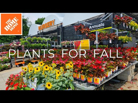 Home Depot Inventory Mid August 2024. Ready for Fall Planting! Shrubs & Perennials Plant Shopping