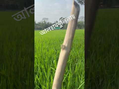 আলহামদুলিলাহ আজকে থেকে হাওয়া ভই ভইতেছে