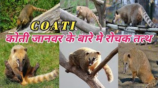 Coati-Amazing Beast| Unique facts about coati animal information in Hindi| coati janwar ke bare mein