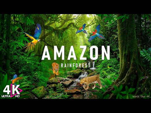 Amazon 4K - The World’s Largest Tropical Rainforest | Relaxation Film with Calming Music