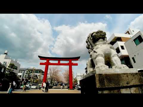 鎌倉　段葛の桜