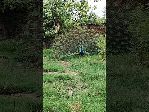 Peacock 🦚 Dance | Morni #dance #shorts #viral