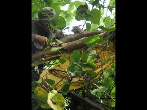 A man who risked his life to get honey #honey  #man　#Vietnam