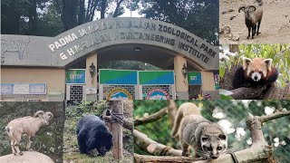 Padmaja Naidu Himalayan Zoological Park | Darjeeling Zoo