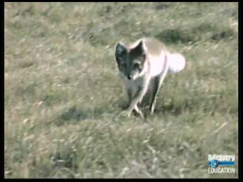 Arctic Fox