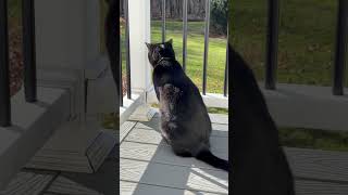 Shadow’s behind bars! #ailurophile #blackcatshortsvideo #feline #minipanther #shadow