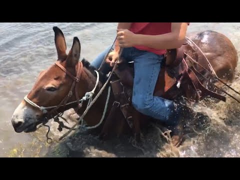 EXTREME MULE RIDING- Rocky Mountain Edition