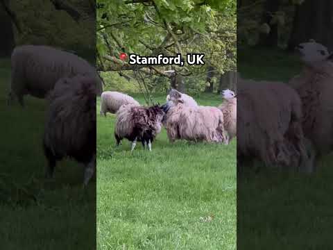 🥹Poor🐏#short #sheep #kidslearning #animals #cuteanimals #travelling#traveling#uk#british #toddlers