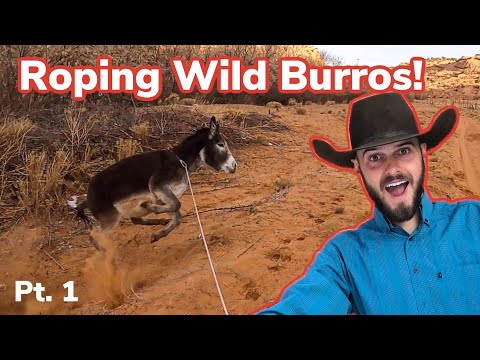 Roping Wild Burros On Navajo Reservation: [pt. 1] Vlog #32