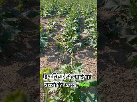 ड्रिप सिंचाई की सरसों की खेती 🧑‍🌾 #ड्रिप #shortsfeed #agriculture #kisan #khetibadi #shortvideo