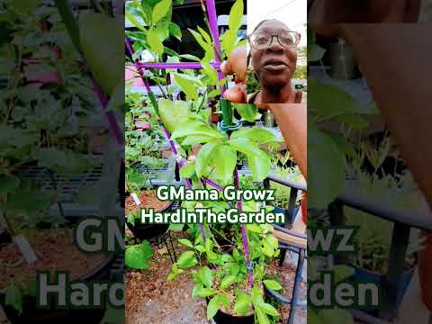 Identifying my citrus trees #gmgvlog #smallspacegarden