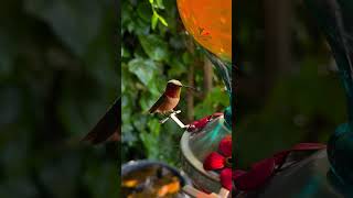 Hummingbirds Lover  #viral #birds #hummingbirdlover #hummingbirdfeeders #nature #wildlife