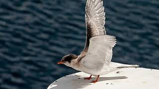 Little Tern Takes Courage to Fly Down to the other Terns