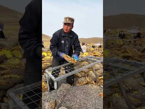 sunflower fruit cutting idea! new smart tools, #shorts