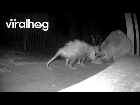 Raccoon and Opossum Share Midnight Snacks || ViralHog