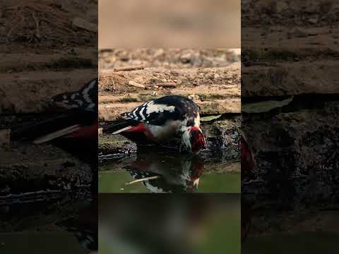 A year at a wildlife pond