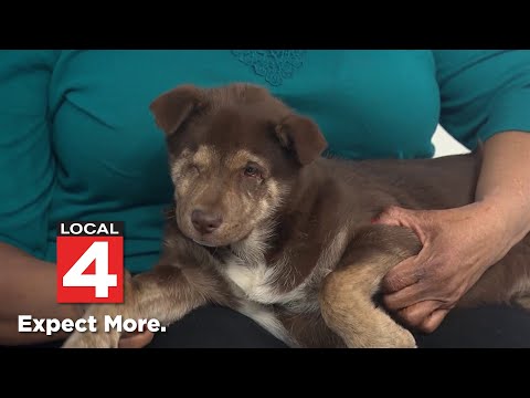 Pet of the week: Meet Lilly