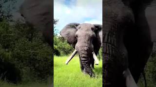 #viral #viralvideo #viral #viral #viralvery beautiful animal