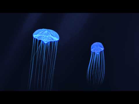 jellyfish animation