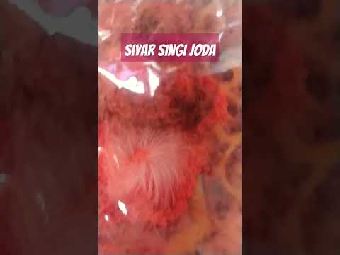 siyar singi joda