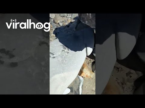 Suspicious-Looking Rock Found on Beach || ViralHog