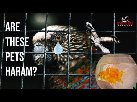 ARE THESE PETS HARAM? (FISH AND BIRDS)