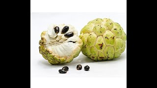 Growing a Sugar-apple (Custard apple) Tree at Home??? #shorts