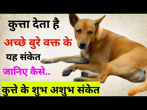 कुत्ते से जुड़े शुभ अशुभ संकेत, dog sign of good and beds#trending #youtube #dog #dogs #doglover