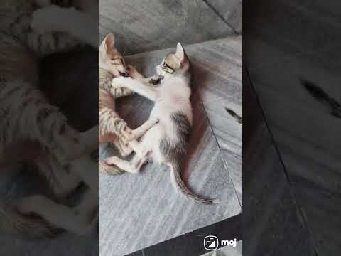 #shortsvideo #animallover  #catefight😺😺