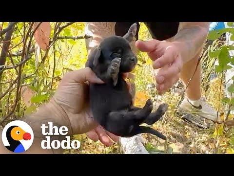 Woman Climbs In Pipe To Rescue 11 Puppies | The Dodo