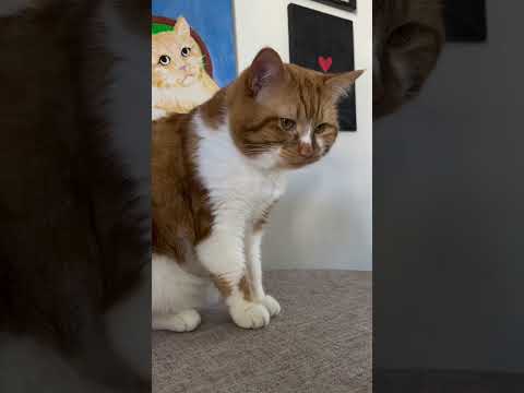 Posing in front of his portrait 🖼️ #GingerCat  #cuteanimal #cute #cats #gingercatclub #catlover