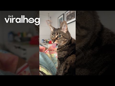 Mimi Makes the Biggest Bleps || ViralHog