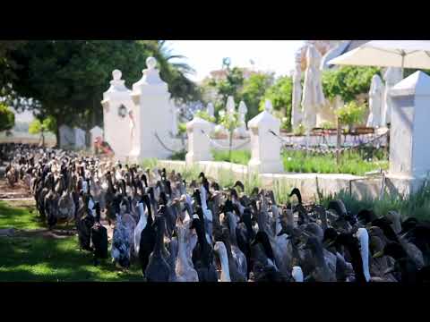 South African Ducks on Parade