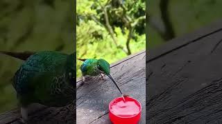 #birds #hummingbird #nature #hummingbirdlover #birdslover #waterbird #wildlife #waterbirds #shorts