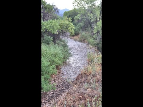 Wildlife camera along west Turkey Creek and a water tank Chiricahua Mountains  south east Arizona