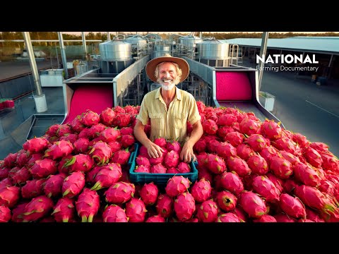 Incredible Dragon Fruit Harvesting And Production | Farming Documentary