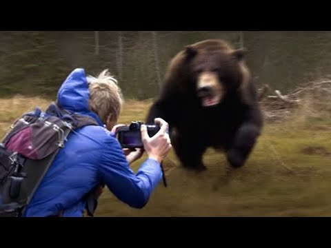 Scary Animal Encounters Captured on Camera by Tourists