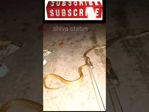 Snake rescue in srikakulam || #shorts #short #shortvideo