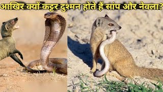 क्यों कट्टर दुश्मन होते हैं सांप और नेवला, the mongoose and the snake are both enemy